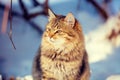 Cute Siberian kitten sitting on the snow Royalty Free Stock Photo