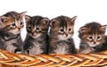 Cute siberian kittens Royalty Free Stock Photo