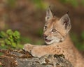 Siberian lynx kitten Royalty Free Stock Photo