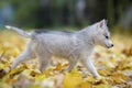 Cute Siberian puppy runs on yellow leaves