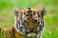 Cute siberian tiger cub