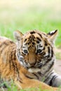 Cute siberian tiger cub Royalty Free Stock Photo