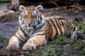 Cute siberian tiger cub, Panthera tigris altaica Royalty Free Stock Photo