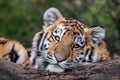 Cute siberian tiger cub, Panthera tigris altaica Royalty Free Stock Photo