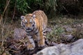 Cute siberian tiger cub, Panthera tigris altaica Royalty Free Stock Photo