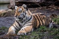 Cute siberian tiger cub, Panthera tigris altaica Royalty Free Stock Photo