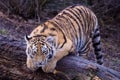 Cute siberian tiger cub, Panthera tigris altaica Royalty Free Stock Photo