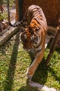 Cute Siberian tiger cub walks through the aviary Royalty Free Stock Photo