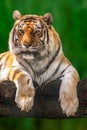 Cute Siberian tiger on green blurry background Royalty Free Stock Photo