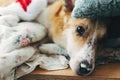 Cute sick dog lying on pillow in cozy blanket and resting. Adorable dog with sad eyes relaxing on comfortable bed. Ill dog Royalty Free Stock Photo