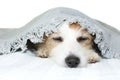 CUTE SICK JACK RUSSELL DOG SLEEPING OR RESTING ON BED COVERED WI Royalty Free Stock Photo