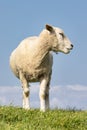 Silhouette of grazing sheep at Dutch dike along lake IJsselmeer