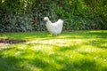 Cute Silkie hen seen walking in a lush summer garden. Royalty Free Stock Photo