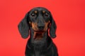 Cute silly-looking awake dog puppy dachshund with big bulging eyes close-up