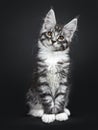 Cute silver black tabby Maine Coon cat kitten on black background Royalty Free Stock Photo