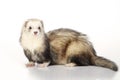Cute silver ferret on white background in studio