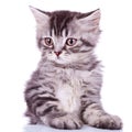 Cute silver tabby baby cat