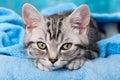 Cute silver tabby kitten on blue background