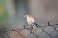 Cute singing sparrow sitting on a fence