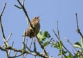 A cute singing Wren, Troglodytes, perched on a branch of a tree. Royalty Free Stock Photo