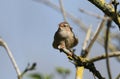 A singing Wren, Troglodytes, perching on a branch of a tree in spring. Royalty Free Stock Photo