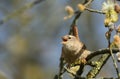 A singing Wren, Troglodytes, perching on a branch of a tree in spring. Royalty Free Stock Photo