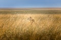 Cute single lion sunbathing in the svannah of the Serengeti, Tanzania