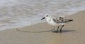 Send Piper Bird coastline half Moon Bay California Royalty Free Stock Photo