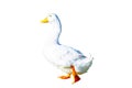 Cute single white duck walking isolated on white background.