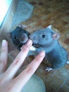 Cute sisters rats Royalty Free Stock Photo