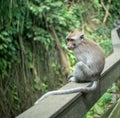Cute sitting baby monkey in Sacred Ubud Monkey Forest. Bali, Indonesia Royalty Free Stock Photo