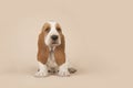Cute sitting basset hound puppy on a creme background