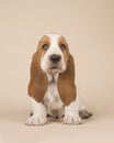 Cute sitting basset hound puppy on a creme background looking at