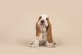 Cute sitting basset hound puppy with head held high on a creme b