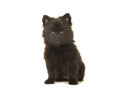 Cute sitting black pomeranian puppy dog isolated on a white back