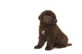 Cute sitting brown Newfoundland dog puppy isolated on a white background seen from the side