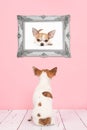 Cute sitting chihuahua dog seen at the back in a living room wit