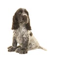 Cute sitting chocolate and white cocker spaniel puppy dog looking back and up over its shoulder isolated on a white background Royalty Free Stock Photo
