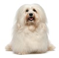 Cute sitting cream Havanese dog