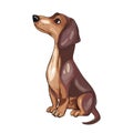 Cute Sitting dachshund dog looking up isolated on a white background