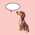 Cute Sitting dachshund dog looking up with speech balloon