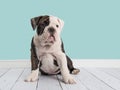 Cute sitting english bulldog in a living room setting