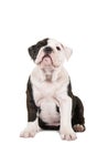 Cute sitting english bulldog puppy looking up