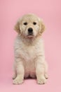 Cute sitting golden retriever puppy looking at the camera on a pink background