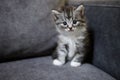 Cute sitting gray baby kitty