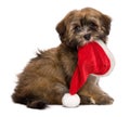 Cute sitting Havanese puppy is keeping a Santa hat in her mouth Royalty Free Stock Photo