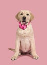 Cute sitting labrador retriever puppy looking at the camera wearing a headphone on a pink background Royalty Free Stock Photo