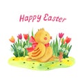 Easter greeting card with cute little chicken with pink bow sitting on the lawn. Royalty Free Stock Photo