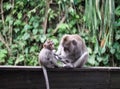 Cute sitting monkey with its baby in Sacred Ubud Monkey Forest. Bali, Indonesia Royalty Free Stock Photo