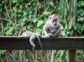 Cute sitting monkey with its baby in Sacred Ubud Monkey Forest. Bali, Indonesia Royalty Free Stock Photo